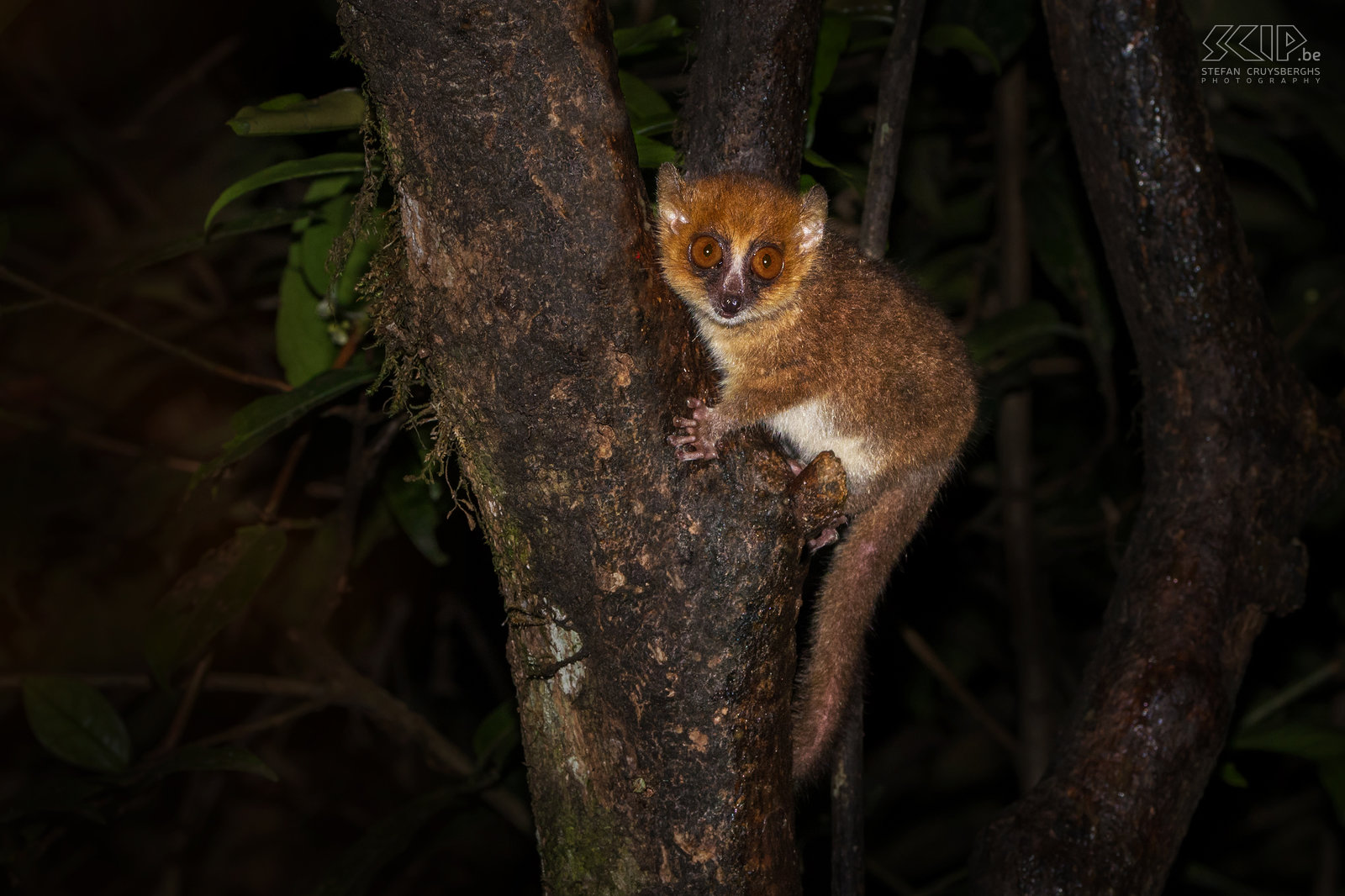Ranomafana - Rode muismaki De rode muismaki (Brown mouse lemur, Microcebus rufus) is niet alleen de kleinste maki maar ook ook een van de kleinste primaten ter wereld.  Stefan Cruysberghs